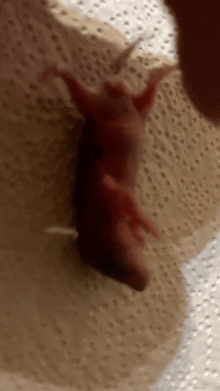DSBQWK.gif