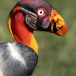 FcUvI0