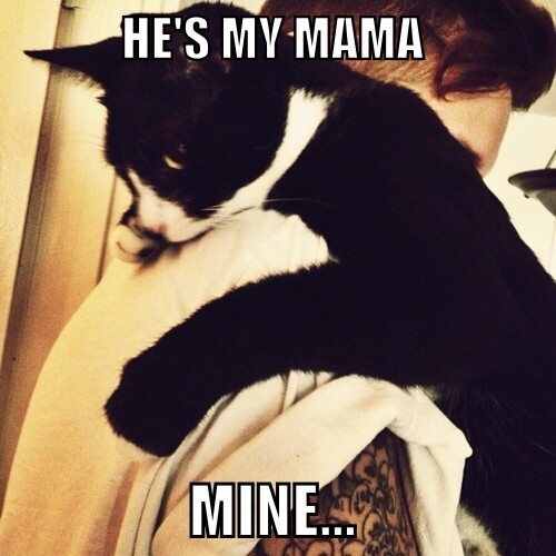 andy biersack cat memes Favim.com 3344387