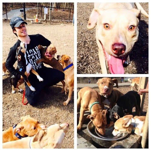 iansomerhalder 1740224 265995406897545 1451402276 n