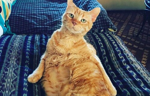 ian somerhalder moke cat 1024x659