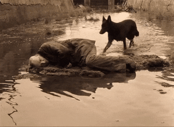 T080ET.gif