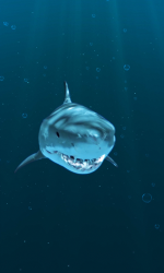 TBmQyr.png
