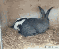 YsWfhK.gif