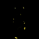 eeAMxv