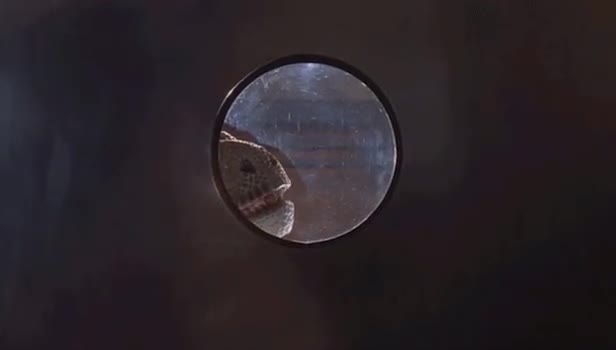 fe66y0.mp4