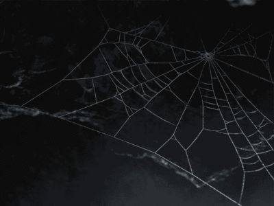 43568 Spider Web ezgif.com crop