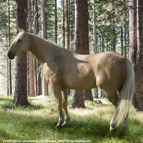 Palomino Ingreen Horse Avi 8.5k