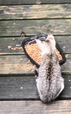 Raccoon Hands Kittens Food