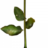 jnzrIb